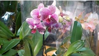 Phalaenopsis Orchids Watering Lighting and Fertilizing [upl. by Galloway]