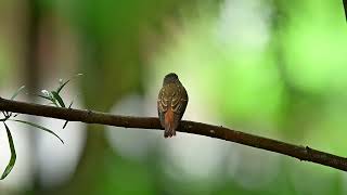 Ferruginous Flycatcher wintering in Singapore 🇸🇬 [upl. by Melva]