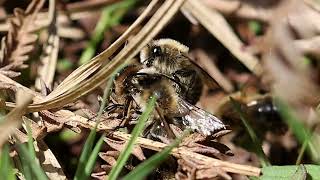 Early Colletes Mining Bees [upl. by Noeled]