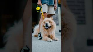 Funny Chow Chow Portraits  Sony A7IV  35mm 14 GM  streetportraits dogphotography chowchow [upl. by Lemay]