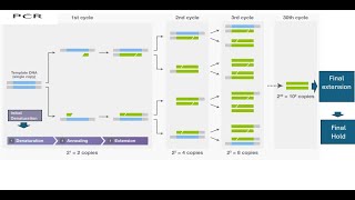 quotAmplifying Insights The Power of PCRquot [upl. by Arotahs]