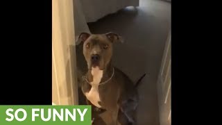 Pit Bull plays hide amp seek with owners [upl. by Alyam194]