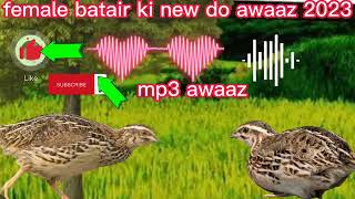 Batair Ki awaz volume Quail sounds Call of beautiful Quail sounds Batair Ki awaz night shikar k ley [upl. by Leor770]