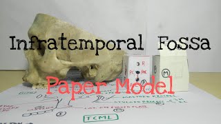 Infratemporal Fossa  4 Paper Model [upl. by Eolcin]