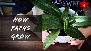 Growth stages of Paphiopedilum Orchids  What to expect from your slipper Orchid [upl. by Flagler912]