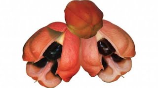 Health Benefits of Ackee  No One Know [upl. by Eillam965]