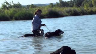 Baignade Canine 38 chiens ensemble dans leau [upl. by Raveaux345]