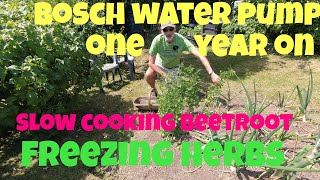 Freezing Herbs and slow cooking Beetroot  Bosch Water Pump 1 year on  Allotments For Fun and Food [upl. by Sanford]