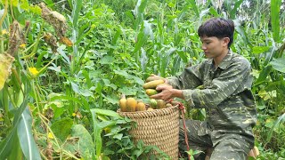 Harvest delicious cucumbers to sell Cook instant noodles Binhs daily life [upl. by Noillid425]