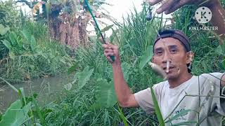 mancing wader jos gandos bosq [upl. by Ydarb]