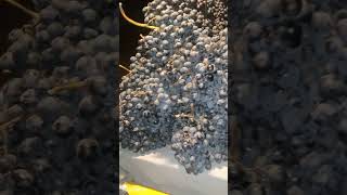 How Black Grapes look like [upl. by Neladgam648]