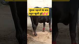 matak chalungi haryanvi dj song cow funny farming animals bull dairyfarm haryanvi cowlover [upl. by Gaeta824]