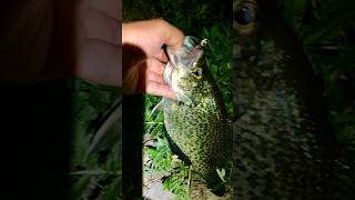 手拧大花，跪求下联：一年四季花架下Chatterbait DIY for crappie寻找花鲈findingcrappie [upl. by Gould770]