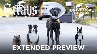 Strays Will Ferrell  The Worst Dog Owner Does Indeed Exist  Extended Preview [upl. by Motteo]