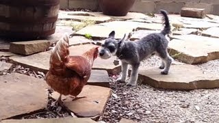 Puppy Gets Pecked on the Nose by a Chicken [upl. by Barby920]