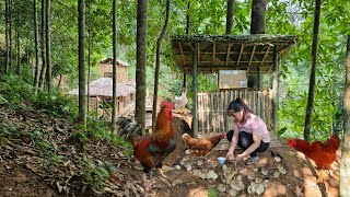 Full Video 210 Days of building a farm growing vegetables raising chickens  Living with nature [upl. by Ronoh]