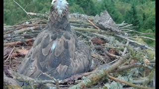 Llyn Clywedog 1 Osprey Nest🌙070624 [upl. by Gabi]