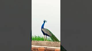 peacock top best original sound viralmor ki dhunmayur voicepeacock calling sound ytshortsindia [upl. by Notfa]