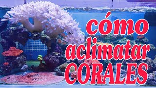 cómo aclimatar corales [upl. by Nnyleahs]