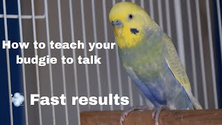 How To Teach Your BudgieParakeet To Talk [upl. by Ihculo]