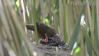 Reed warbler feeding twelveday old cuckoo chick at nest Norfolk England [upl. by Harms]