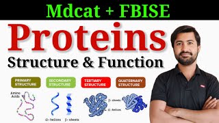 Proteins structure and functions of Proteins  Mdcat lectures series by irtisamsbiology [upl. by Obara]