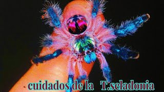 cuidados ficha tecnica de la tarantula joya brasileña T seladoniaTyphochlaena seladonia [upl. by Ynes470]