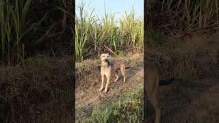 wagging taildog doglover excitement shortvideo youtubeshorts pets suscribe [upl. by Aneekan]