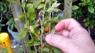 How to grow Goji Berries or Wolfberries from seeds and cuttings [upl. by Nyliuqcaj]