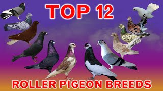 Top 12 Best Roller Pigeon Breeds in the World [upl. by Dyrrej]