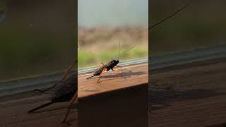 The mighty little Ichneumon Wasp Pimpla rufipes wasp parasitoid [upl. by Plank]