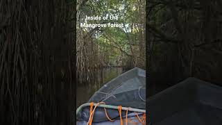 Inside the Mangrove forest 😍 srilanka wildlifephotoghraphy mangrove [upl. by Peednus245]