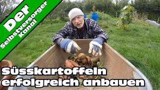 Süsskartoffeln erfolgreich im Garten anbauen [upl. by Susej]