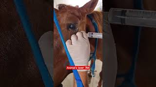 Horse maxillary nerve block 🐎 veternary animallover veternarian animalrightsactivist horse [upl. by Anibor]