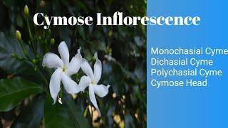 Cymose Inflorescence and its types MonochasialcymeDichasial polychasialCymoseheadcymose [upl. by Azile]