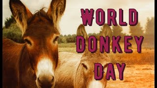 World Donkey Day May 8th Celebrating the Unsung Heroes of Agriculture [upl. by Suh318]