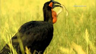 Hornbill VS venomous snake [upl. by Haroppiz]