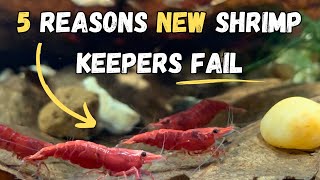 5 Reasons New Shrimp Keepers Fail With Their Shrimp [upl. by Greenlee]