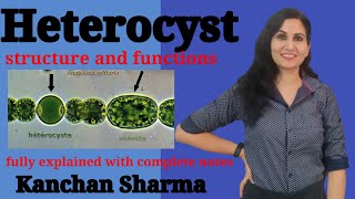 Structure and function of Heterocyst l heterocyst in cyanobacteria l kanchan Sharma [upl. by Tomasina]