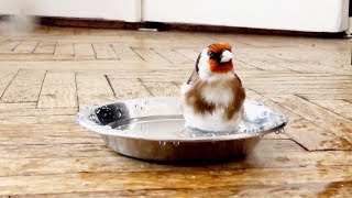 Tame Goldfinch Bathing [upl. by Nawor]