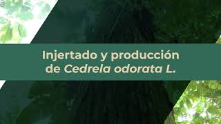 Injertado y producción de Cedrela odorata L [upl. by Sanbo]