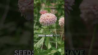 How to Save ZINNIA Seeds Easy Seed Saving Guide [upl. by Bonny]