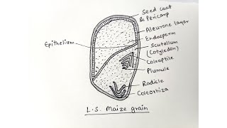 How to draw Monocotyledon seed diagram step by step drawing for beginners [upl. by Aerdnaz920]