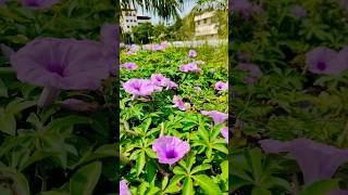 Techno park campus tvm thiruvananthapuram technopark nature flowers [upl. by Kovacs]