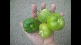 How to Grow Tomatillos In Containers  seed to harvest [upl. by Ezzo]