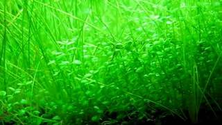 Hemianthus callitrichoides Cuba and dwarf hairgrass in my shrimp tank [upl. by Oman]