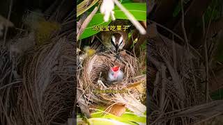 The insane Mother bird feeding baby life in nests bird lifecharmingbird nestShorts  BirdNesting [upl. by Hsirrehc]