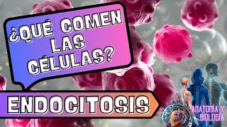 ¿QUÉ COMEN LAS CÉLULAS ENDOCITOSIS CELULAR EN 3 MINUTOS anatomía biologia células tema cuerpo [upl. by Auhsej]