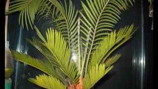 Cycas revoluta [upl. by Cornelia]