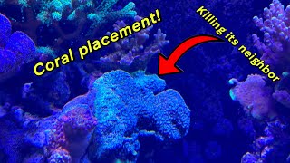 Coral Placement in a reef tank DONT MAKE THESE MISTAKES [upl. by Chuipek]